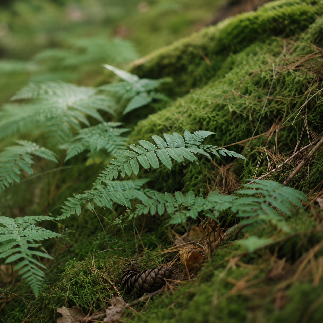 Walddetail