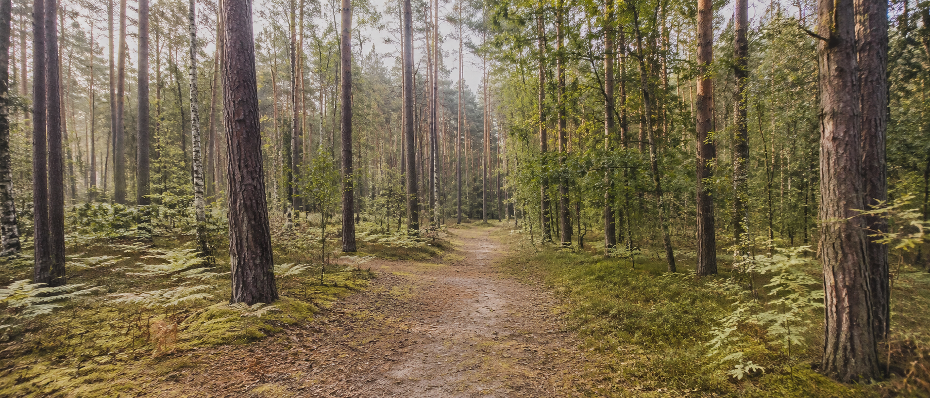 Waldweg im Forst Upjever